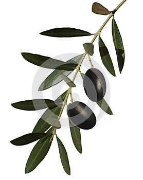 Olive branch