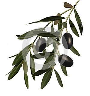 Olive branch