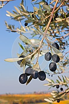 Olive branch