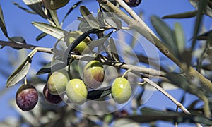 Olive on branch