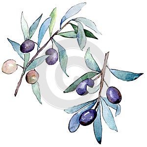 Olive branch with black fruit. Watercolor background illustration set. Isolated olives illustration element.
