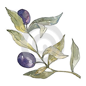 Olive branch with black fruit. Watercolor background illustration set. Isolated olives illustration element.