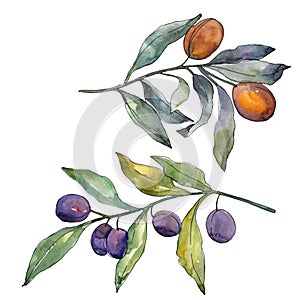 Olive branch with black and green fruit. Watercolor background illustration set. Isolated olives illustration element.