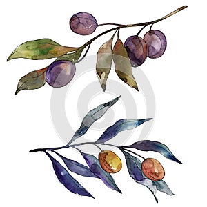 Olive branch with black and green fruit. Watercolor background illustration set. Isolated olives illustration element.