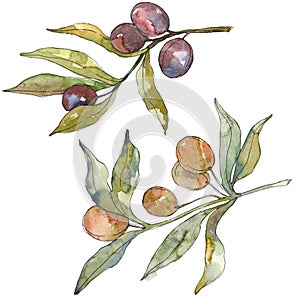 Olive branch with black and green fruit. Watercolor background illustration set. Isolated olives illustration element.