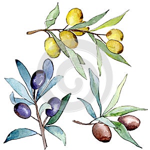 Olive branch with black and green fruit. Watercolor background illustration set. Isolated olives illustration element.