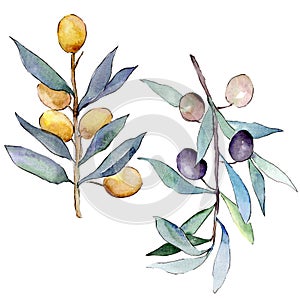 Olive branch with black and green fruit. Watercolor background illustration set. Isolated olives illustration element.