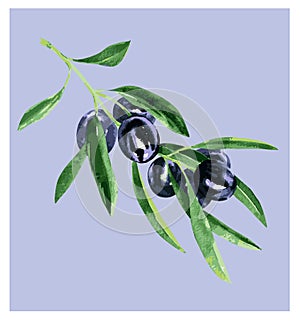 Olive branch with black olives and green leaves, fresh organic food, oil package design element, isolated, hand drawn