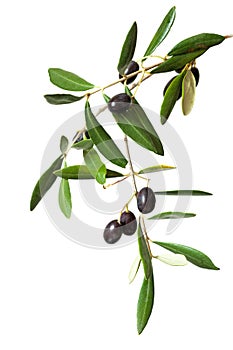 Olive branch with black olives and green leaves isolated on white background