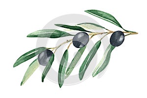 Olive branch with black olives isolated on white background. Watercolor hand drawn botanical illustration. Can be used