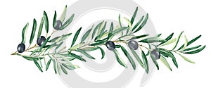 Olive branch with black olives isolated on white background. Watercolor hand drawn botanical illustration. Can be used