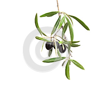 Olive branch with black olives and leaves isolated on white background