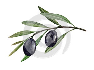 Olive branch with black olives watercolor illustration