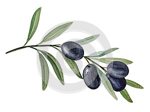 Olive branch with black olives watercolor illustration