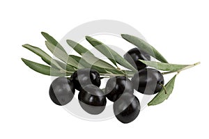 Olive branch with black olives on white background