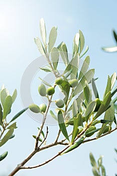 Olive branch close up