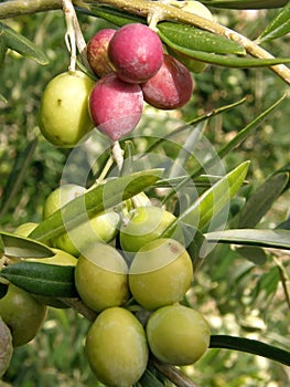 Olive branch in different color