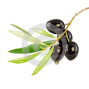 Olive branch with drop of oil