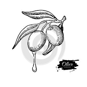 Olive branch with a drop of olive oil vector illustration. Hand drawn plant in vintage style.