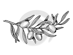 Olive branch engraving style vector illustration