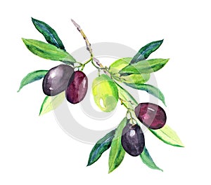 Olive branch - green, black olives. Watercolor