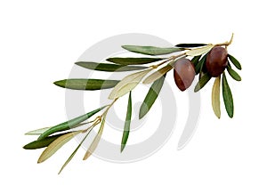 Olive branch with green leaves on a white