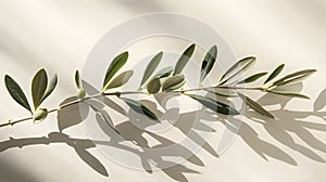 Olive Branch With Green Leaves on White Surface. Generative AI