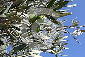 Olive branch with green olives in the garden.