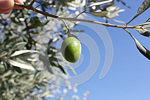 Olive branch with green olives in the garden.