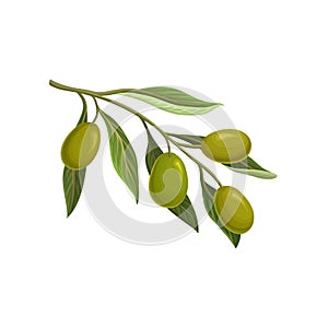 Olive branch with green olives vector Illustratio