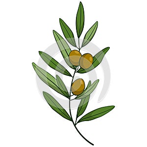 Olive branch with green olives; vector illustration.