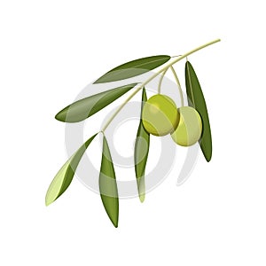 Olive branch with green olives on a white background isolated