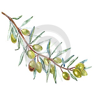 Olive branch with green olives on a white background isolated. Watercolor illustrations. Botanical elements for your