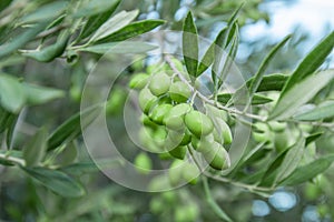 Olive branch with green young olives on blurred background. Green olives on olive tree. Branch with olive fruits. Copy space for t