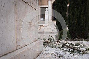 Olive branch on the ground during the religious celebration of Holy Week in Colmenar de Oreja, Spain photo