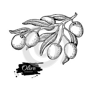 Olive branch. Hand drawn vector illustration. Isolated drawing on white background. Engraved plant