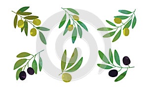 Olive Branch with Hanging Black and Green Fruit as Ripe Mediterranean Food Vector Set