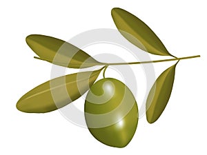 Olive on branch illustration