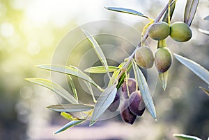 Olive branch in its tree almost mute and about to be collected to obtain oil