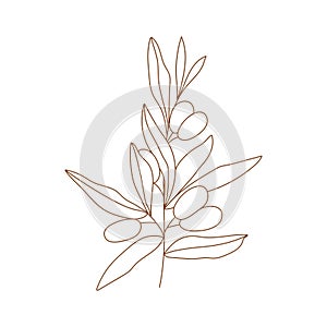 Olive branch with leaves and fruits illustration.