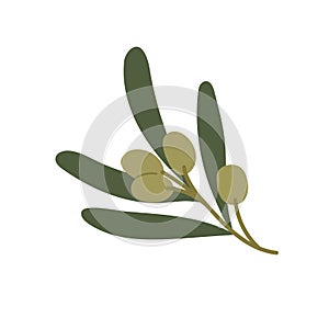 Olive branch with leaves and fruits isolated. Green sprig with Mediterranean plant. Vector flat illustration on white background