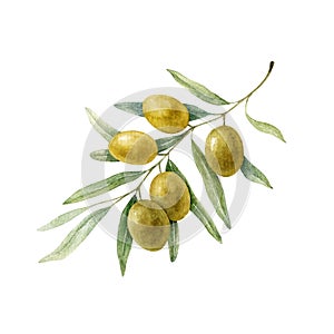 Olive branch with leaves and golden fruits. Watercolor illustration isolated on white