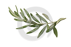 Olive branch and leaves isolated