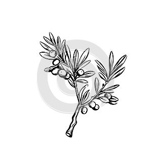 olive branch line art illustration for your design