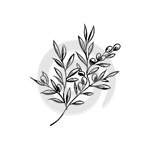 olive branch line illustration for your design