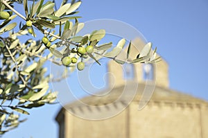 Olive branch (Olea europaea) and romanesque hermit
