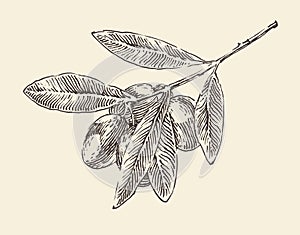 Olive branch (olive tree branches) vintage illustration, engraved retro style, hand drawn