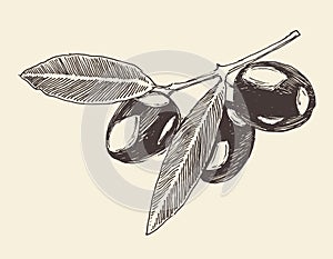 olive branch (olive tree branches) vintage illustration, engraved retro style, hand drawn