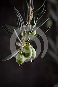 Olive branch and olives with dripping oil. low key close up view