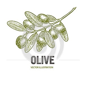 Olive branch with olives sketch. Olive branch logo. Olives hand drawn isolated, vintage olive tree with leaves over